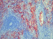 Platelets Antibody - Clone BR4 rat spleen, frozen section
