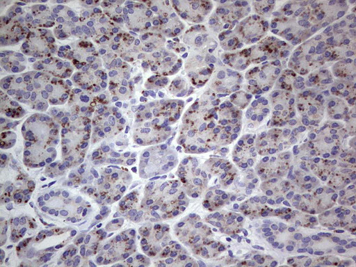 PLAU / Urokinase / uPA Antibody - IHC of paraffin-embedded Human pancreas tissue using anti-PLAU mouse monoclonal antibody. (Heat-induced epitope retrieval by 1 mM EDTA in 10mM Tris, pH8.5, 120°C for 3min).