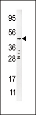 PLAU / Urokinase / uPA Antibody - Western blot of anti-PLAU antibody in CEM cell line lysate (35 ug/lane). PLAU(arrow) was detected using the purified Pab