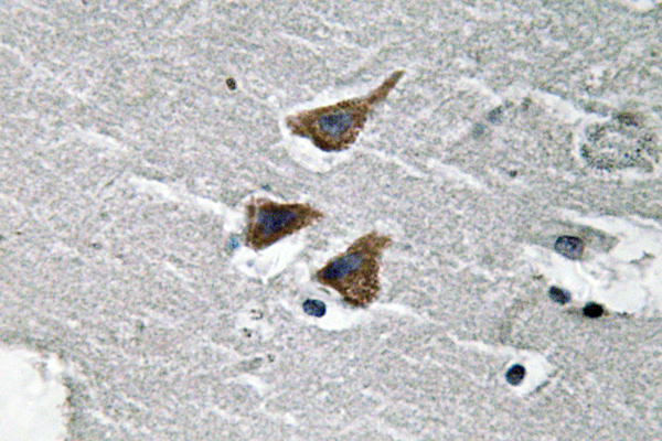 PLAU / Urokinase / uPA Antibody - IHC of uPA (L239) pAb in paraffin-embedded human brain tissue.