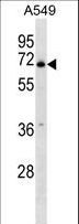 PLBD2 Antibody - PLBD2 Antibody western blot of A549 cell line lysates (35 ug/lane). The PLBD2 antibody detected the PLBD2 protein (arrow).