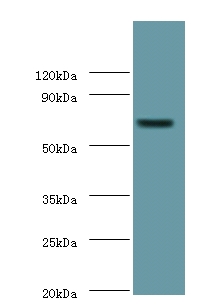 PLBD2 Antibody - Western blot of Putative phospholipase B-like 2 antibody at 2 ug/ml with mouse brain tissue Secondary Goat polyclonal to Rabbit IgG at 1:15000 dilution. Predicted band size: 66 KDa. Observed band size: 66 KDa.  This image was taken for the unconjugated form of this product. Other forms have not been tested.