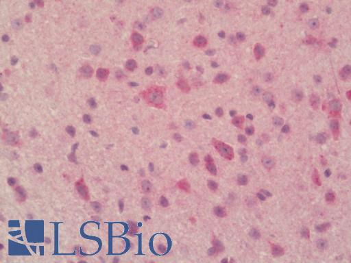 PLBD2 Antibody - Mouse Brain, Cerebellum: Formalin-Fixed, Paraffin-Embedded (FFPE).  This image was taken for the unconjugated form of this product. Other forms have not been tested.