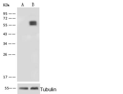 PLBD2 Antibody - Anti-PLBD2 rabbit polyclonal antibody at 1:500 dilution. Lane A: PLBD2 konckout Hela Whole Cell Lysate. Lane B: Hela Whole Cell Lysate. Lysates/proteins at 20 ug per lane. Secondary: Goat Anti-Rabbit IgG (H+L)/HRP at 1/10000 dilution. Developed using the ECL technique. Performed under reducing conditions. Predicted band size: 65 kDa. Observed band size: 65 kDa. (We are unsure as to the identity of these extra bands.)