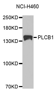 PLCB1 / Phospholipase C Beta 1 Antibody - Western blot analysis of extracts of NCI-H460 cell lines, using PLCB1 antibody.