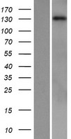 PLCB1 / Phospholipase C Beta 1 Protein - Western validation with an anti-DDK antibody * L: Control HEK293 lysate R: Over-expression lysate