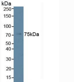 PLCB2 Antibody - Western Blot; Sample: Human K562 Cells.