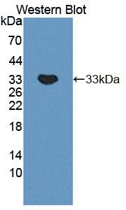 PLCB2 Antibody - Western Blot; Sample: Recombinant PLCb2, Mouse.