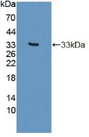PLCB2 Antibody - Western Blot; Sample: Recombinant PLCb2, Human.