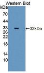 PLCB2 Antibody - Western Blot; Sample: Recombinant protein.