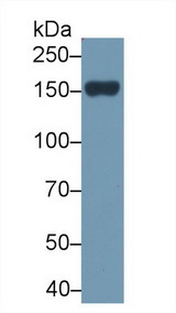 PLCB2 Antibody - Western Blot; Sample: Rat Serum; Primary Ab: 2µg/ml Rabbit Anti-Rat PLCb2 Antibody Second Ab: 0.2µg/mL HRP-Linked Caprine Anti-Rabbit IgG Polyclonal Antibody