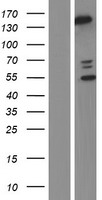 PLCB2 Protein - Western validation with an anti-DDK antibody * L: Control HEK293 lysate R: Over-expression lysate