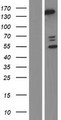 PLCB2 Protein - Western validation with an anti-DDK antibody * L: Control HEK293 lysate R: Over-expression lysate