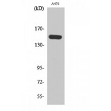 PLCB3 Antibody - Western blot of Phospho-PLC beta3 (S1105) antibody