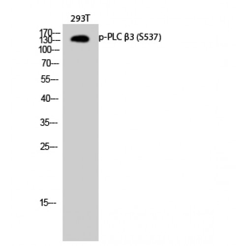 PLCB3 Antibody - Western blot of Phospho-PLC beta3 (S537) antibody