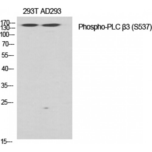 PLCB3 Antibody - Western blot of Phospho-PLC beta3 (S537) antibody