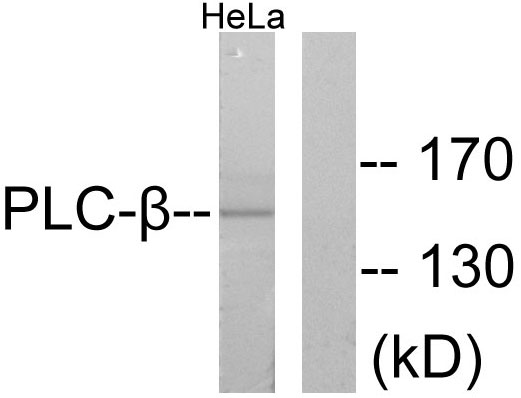 PLCB3 Antibody - Western blot analysis of lysates from HeLa cells, treated with PMA 125ng/ml 30', using PLCB3 Antibody. The lane on the right is blocked with the synthesized peptide.