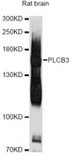 PLCB3 Antibody - Western blot analysis of extracts of rat brain, using PLCB3 antibody at 1:1000 dilution. The secondary antibody used was an HRP Goat Anti-Rabbit IgG (H+L) at 1:10000 dilution. Lysates were loaded 25ug per lane and 3% nonfat dry milk in TBST was used for blocking. An ECL Kit was used for detection and the exposure time was 20s.