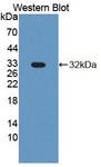PLCD1 Antibody - Western Blot; Sample: Recombinant protein.