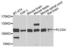 PLCD4 Antibody - Western blot analysis of extracts of various cells.