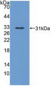 PLCE1 Antibody - Western Blot; Sample: Recombinant PLCe1, Mouse.