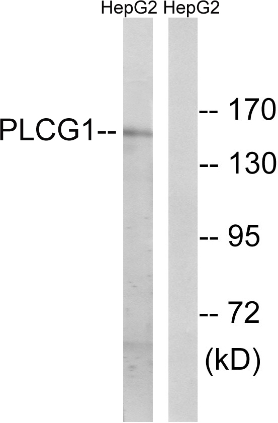 PLCG1 Antibody - Western blot analysis of lysates from HepG2, using PLCG1 Antibody. The lane on the right is blocked with the synthesized peptide.