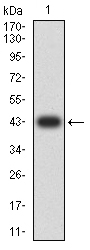 PLCG1 Antibody - Western blot analysis using PLCG1 mAb against human PLCG1 (AA: 39-181) recombinant protein. (Expected MW is 43 kDa)