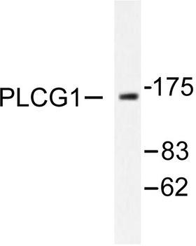 PLCG1 Antibody - Western blot of PLCG1 (G777) pAb in extracts from 293 cells treated with EGF 200ng/ml, 30mins.