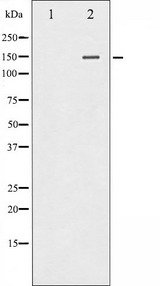 PLCG1 Antibody - Western blot analysis of PLCG1 expression in EGF treated COS7 whole cells lysates. The lane on the left is treated with the antigen-specific peptide.