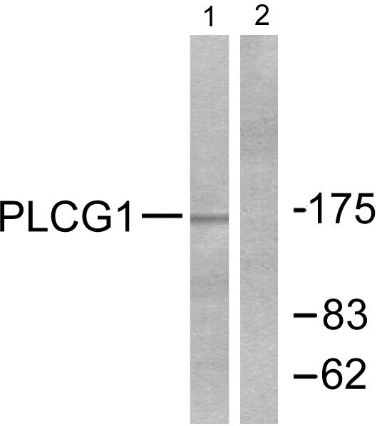 PLCG1 Antibody - Western blot analysis of extracts from COS7 cells treated with EGF (200ng/ml, 30min), using PLCG1 (Ab-771) antibody ( Line 1 and 2).