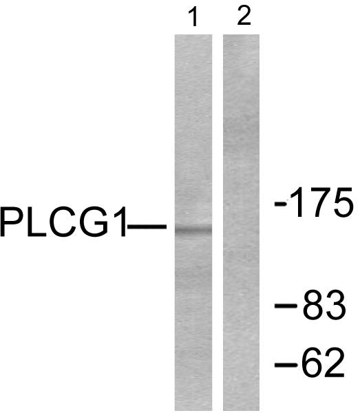 PLCG1 Antibody - Western blot analysis of extracts from 293 cells, treated with EGF (200ng/ml, 30mins), using PLCG1 (Ab-783) antibody ( Line 1 and 2).