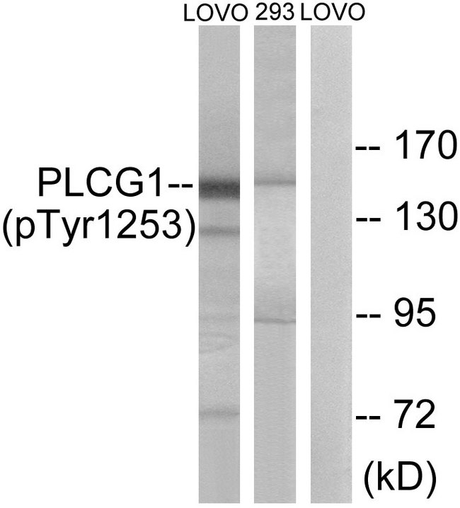 PLCG1 Antibody - Western blot analysis of lysates from LOVO cells treated with and 293 cells treated with heat shock, using PLCG1 (Phospho-Tyr1253) Antibody. The lane on the right is blocked with the phospho peptide.