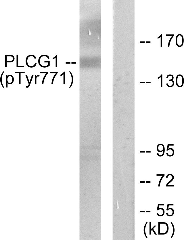 PLCG1 Antibody - Western blot analysis of lysates from COS7 cells treated with EGF 200ng/ml 30', using PLCG1 (Phospho-Tyr771) Antibody. The lane on the right is blocked with the phospho peptide.