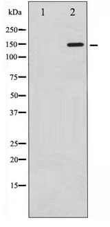 PLCG1 Antibody - Western blot of PLCG1 phosphorylation expression in EGF treated COS7 whole cell lysates,The lane on the left is treated with the antigen-specific peptide.