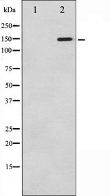 PLCG1 Antibody - Western blot analysis of PLCG1 phosphorylation expression in EGF treated COS7 whole cells lysates. The lane on the left is treated with the antigen-specific peptide.
