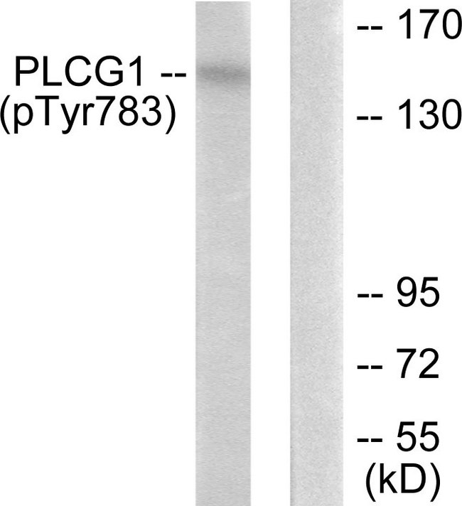 PLCG1 Antibody - Western blot analysis of lysates from COS7 cells treated with EGF 200ng/ml 30', using PLCG1 (Phospho-Tyr783) Antibody. The lane on the right is blocked with the phospho peptide.