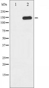 PLCG1 Antibody - Western blot analysis of PLCG1 phosphorylation expression in EGF treated COS7 whole cells lysates. The lane on the left is treated with the antigen-specific peptide.