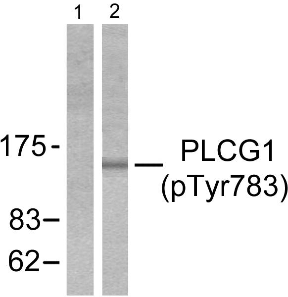 PLCG1 Antibody - Western blot analysis of extracts from cos7 cells treated with EGF (200ng/ml, 30mins), using PLCG1 (Phospho-Tyr783) antibody.