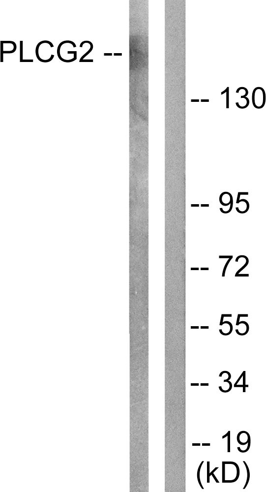PLCG2 / PLC Gamma 2 Antibody - Western blot analysis of lysates from Raw264.7 cells, treated with PMA 125ng/ml 30', using PLCG2 Antibody. The lane on the right is blocked with the synthesized peptide.