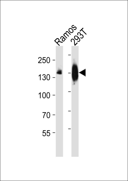 PLCG2 / PLC Gamma 2 Antibody - Western blot of lysates from Ramos,293T cell line (from left to right), using PLCG2 Antibody(A1-1043). A1-1043 was diluted at 1:500 at each lane. A goat anti-rabbit IgG H&L (HRP) at 1:10000 dilution was used as the secondary antibody.Lysates at 20 ug per lane.
