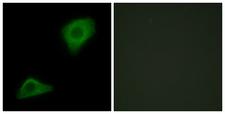 plcH Antibody - Peptide - + Immunofluorescence analysis of HepG2 cells, using PLCH antibody.