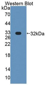 PLCH1 Antibody - Western Blot; Sample: Recombinant protein.