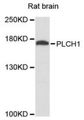 PLCH1 Antibody - Western blot analysis of extracts of rat brain, using PLCH1 antibody at 1:3000 dilution. The secondary antibody used was an HRP Goat Anti-Rabbit IgG (H+L) at 1:10000 dilution. Lysates were loaded 25ug per lane and 3% nonfat dry milk in TBST was used for blocking. An ECL Kit was used for detection and the exposure time was 90s.