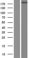 PLCH1 Protein - Western validation with an anti-DDK antibody * L: Control HEK293 lysate R: Over-expression lysate