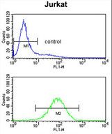 PLCL1 Antibody - PLCL1 Antibody flow cytometry of Jurkat cells (bottom histogram) compared to a negative control cell (top histogram). FITC-conjugated goat-anti-rabbit secondary antibodies were used for the analysis.
