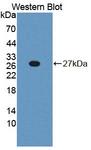 PLCL1 Antibody - Western Blot; Sample: Recombinant protein.