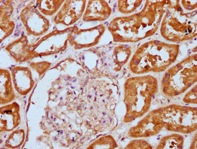 PLCL1 Antibody - Immunohistochemistry Dilution at 1:300 and staining in paraffin-embedded human kidney tissue performed on a Leica BondTM system. After dewaxing and hydration, antigen retrieval was mediated by high pressure in a citrate buffer (pH 6.0). Section was blocked with 10% normal Goat serum 30min at RT. Then primary antibody (1% BSA) was incubated at 4°C overnight. The primary is detected by a biotinylated Secondary antibody and visualized using an HRP conjugated SP system.