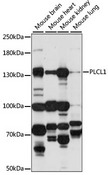 PLCL1 Antibody - Western blot analysis of extracts of various cell lines, using PLCL1 antibody at 1:1000 dilution. The secondary antibody used was an HRP Goat Anti-Rabbit IgG (H+L) at 1:10000 dilution. Lysates were loaded 25ug per lane and 3% nonfat dry milk in TBST was used for blocking. An ECL Kit was used for detection and the exposure time was 30s.