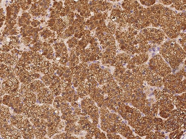 PLCL1 Antibody - Immunochemical staining of human PLCL1 in human adrenal gland with rabbit polyclonal antibody at 1:1000 dilution, formalin-fixed paraffin embedded sections.