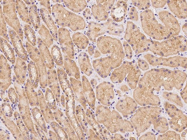 PLCL1 Antibody - Immunochemical staining of human PLCL1 in human kidney with rabbit polyclonal antibody at 1:1000 dilution, formalin-fixed paraffin embedded sections.